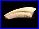 RARE Theropod Dinosaur Claw Fossil From Niger Dino Bones Kryptops Eocarcharia