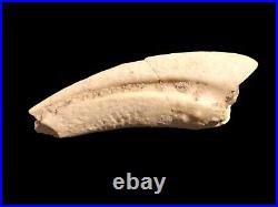 RARE Theropod Dinosaur Claw Fossil From Niger Dino Bones Kryptops Eocarcharia