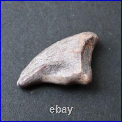 RARE Theropod Dinosaur Claw Fossil From Niger Dino Bones Kryptops Eocarcharia