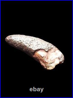 RARE Theropod Dinosaur Claw Fossil From Niger Dino Bones Kryptops Eocarcharia