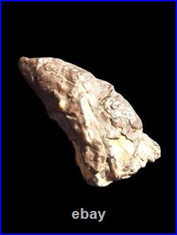 RARE Theropod Dinosaur Claw Fossil From Niger Dino Bones Kryptops Eocarcharia