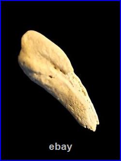 RARE Theropod Dinosaur Claw Fossil From Niger Dino Bones Kryptops Eocarcharia