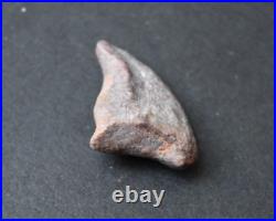 RARE Theropod Dinosaur Claw Fossil From Niger Dino Bones Kryptops Eocarcharia