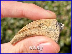 RARE Theropod Dinosaur Claw Fossil from Niger Dino Bone Kryptops Eocarcharia