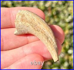 RARE Theropod Dinosaur Claw Fossil from Niger Dino Bone Kryptops Eocarcharia