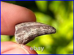 RARE Theropod Dinosaur Claw Fossil from Niger Dino Bones Kryptops Eocarcharia