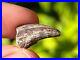 RARE Theropod Dinosaur Claw Fossil from Niger Dino Bones Kryptops Eocarcharia
