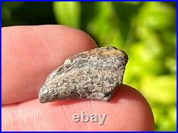 RARE Theropod Dinosaur Claw Fossil from Niger Dino Bones Kryptops Eocarcharia