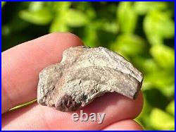 RARE Theropod Dinosaur Claw Fossil from Niger Dino Bones Kryptops Eocarcharia