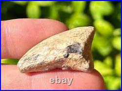 RARE Theropod Dinosaur Claw Fossil from Niger Dino Bones Kryptops Eocarcharia