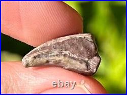 RARE Theropod Dinosaur Claw Fossil from Niger Dino Bones Kryptops Eocarcharia