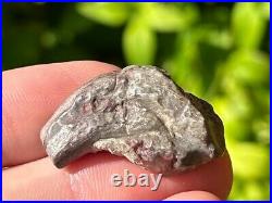 RARE Theropod Dinosaur Claw Fossil from Niger Dino Bones Kryptops Eocarcharia