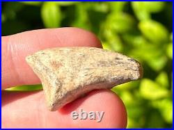 RARE Theropod Dinosaur Claw Fossil from Niger Dino Bones Kryptops Eocarcharia