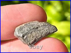 RARE Theropod Dinosaur Claw Fossil from Niger Dino Bones Kryptops Eocarcharia