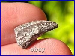 RARE Theropod Dinosaur Claw Fossil from Niger Dino Bones Kryptops Eocarcharia