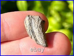 RARE Theropod Dinosaur Claw Fossil from Niger Dino Bones Kryptops Eocarcharia