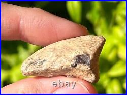 RARE Theropod Dinosaur Claw Fossil from Niger Dino Bones Kryptops Eocarcharia