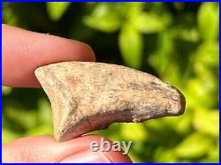 RARE Theropod Dinosaur Claw Fossil from Niger Dino Bones Kryptops Eocarcharia