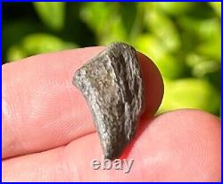 RARE Theropod Dinosaur Claw Fossil from Niger Dino Bones Kryptops Eocarcharia