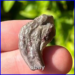 RARE Theropod Dinosaur Claw Fossil from Niger Dino Bones Kryptops Eocarcharia