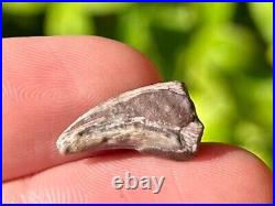 RARE Theropod Dinosaur Claw Fossil from Niger Dino Bones Kryptops Eocarcharia