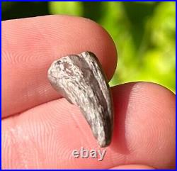 RARE Theropod Dinosaur Claw Fossil from Niger Dino Bones Kryptops Eocarcharia