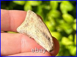 RARE Theropod Dinosaur Claw Fossil from Niger Dino Bones Kryptops Eocarcharia