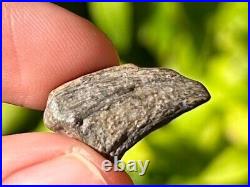 RARE Theropod Dinosaur Claw Fossil from Niger Dino Bones Kryptops Eocarcharia