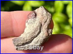 RARE Theropod Dinosaur Claw Fossil from Niger Dino Bones Kryptops Eocarcharia