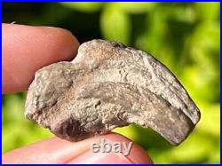 RARE Theropod Dinosaur Claw Fossil from Niger Dino Bones Kryptops Eocarcharia