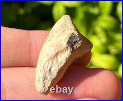 RARE Theropod Dinosaur Claw Fossil from Niger Dino Bones Kryptops Eocarcharia