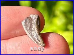 RARE Theropod Dinosaur Claw Fossil from Niger Dino Bones Kryptops Eocarcharia