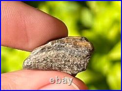 RARE Theropod Dinosaur Claw Fossil from Niger Dino Bones Kryptops Eocarcharia