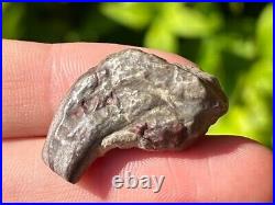 RARE Theropod Dinosaur Claw Fossil from Niger Dino Bones Kryptops Eocarcharia