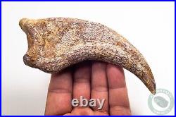 REAL 5.4 Spinosaurus Hand Claw Dinosaur Fossil Bone Morocco Cretaceous Kem Kem