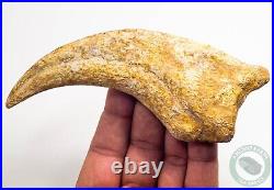 REAL 5.4 Spinosaurus Hand Claw Dinosaur Fossil Bone Morocco Cretaceous Kem Kem