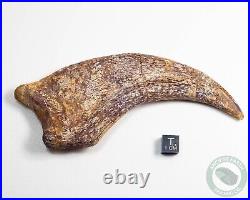 REAL 5.4 Spinosaurus Hand Claw Dinosaur Fossil Bone Morocco Cretaceous Kem Kem