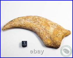 REAL 5.4 Spinosaurus Hand Claw Dinosaur Fossil Bone Morocco Cretaceous Kem Kem