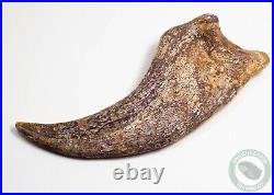 REAL 5.4 Spinosaurus Hand Claw Dinosaur Fossil Bone Morocco Cretaceous Kem Kem