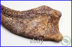 REAL 5.4 Spinosaurus Hand Claw Dinosaur Fossil Bone Morocco Cretaceous Kem Kem