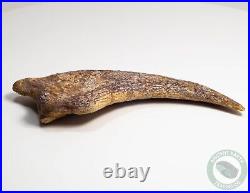 REAL 5.4 Spinosaurus Hand Claw Dinosaur Fossil Bone Morocco Cretaceous Kem Kem