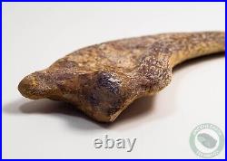 REAL 5.4 Spinosaurus Hand Claw Dinosaur Fossil Bone Morocco Cretaceous Kem Kem