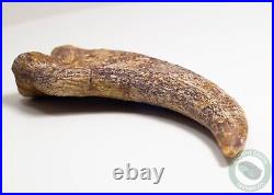 REAL 5.4 Spinosaurus Hand Claw Dinosaur Fossil Bone Morocco Cretaceous Kem Kem