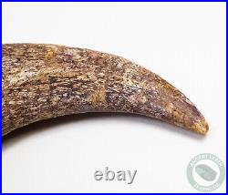 REAL 5.4 Spinosaurus Hand Claw Dinosaur Fossil Bone Morocco Cretaceous Kem Kem