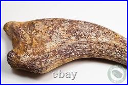 REAL 5.4 Spinosaurus Hand Claw Dinosaur Fossil Bone Morocco Cretaceous Kem Kem