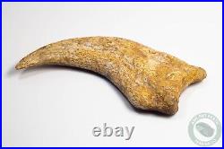 REAL 5.4 Spinosaurus Hand Claw Dinosaur Fossil Bone Morocco Cretaceous Kem Kem