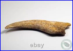 REAL 5.4 Spinosaurus Hand Claw Dinosaur Fossil Bone Morocco Cretaceous Kem Kem