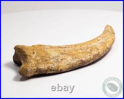 REAL 5.4 Spinosaurus Hand Claw Dinosaur Fossil Bone Morocco Cretaceous Kem Kem