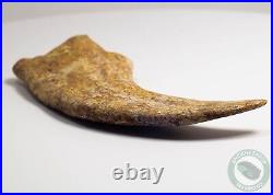 REAL 5.4 Spinosaurus Hand Claw Dinosaur Fossil Bone Morocco Cretaceous Kem Kem