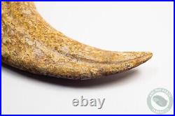 REAL 5.4 Spinosaurus Hand Claw Dinosaur Fossil Bone Morocco Cretaceous Kem Kem